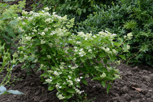 Obraz Hydrangea